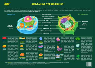 Багц зурагт хуудас