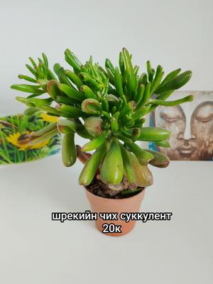 Шрекийн чих (суккулент шүүст ургамал)