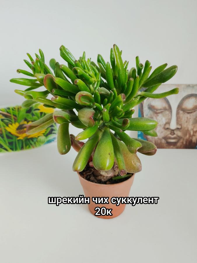 Шрекийн чих (суккулент шүүст ургамал)