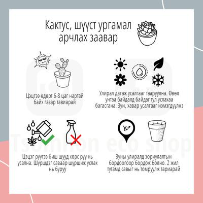 Шрекийн чих (суккулент шүүст ургамал)