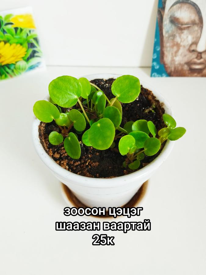 Зоосон цэцэг шаазан ваартай