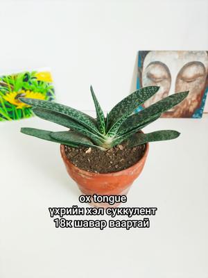 Ox tongue (суккулент шүүст ургамал)