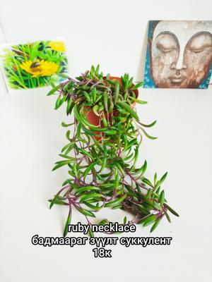 Ruby necklace эрдэнийн хэлхээ (суккулент шүүст ургамал)