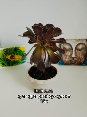 Irish rose (суккулент шүүст ургамал)
