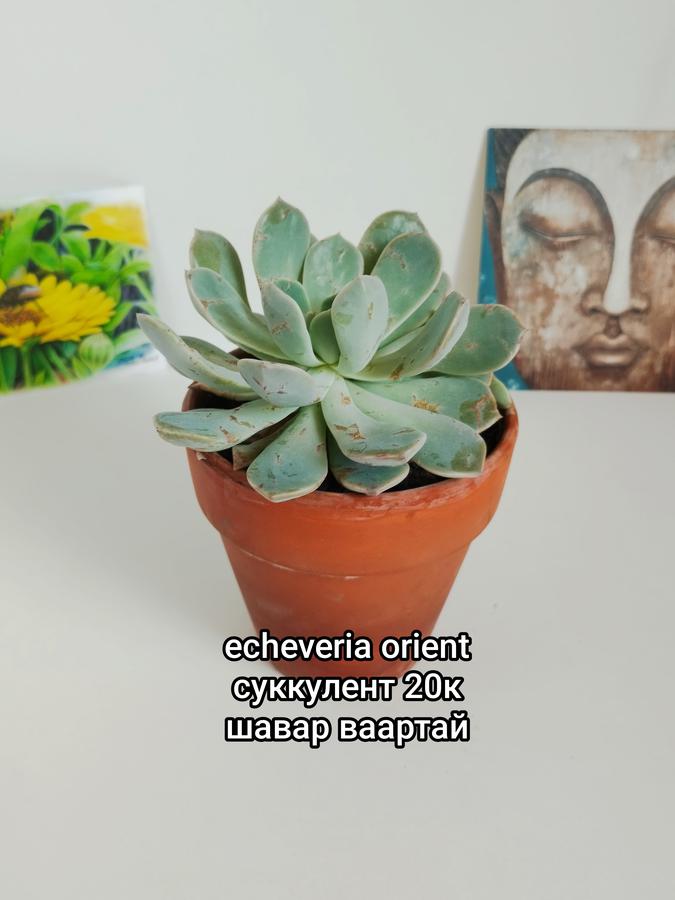 Echeveria orient (суккулент шүүст ургамал)