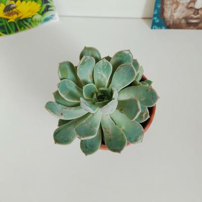 Echeveria orient (суккулент шүүст ургамал)
