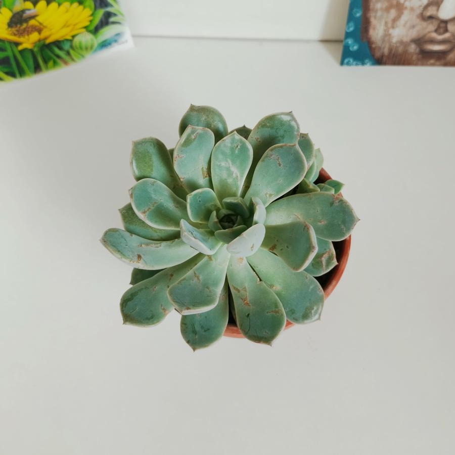 Echeveria orient (суккулент шүүст ургамал)