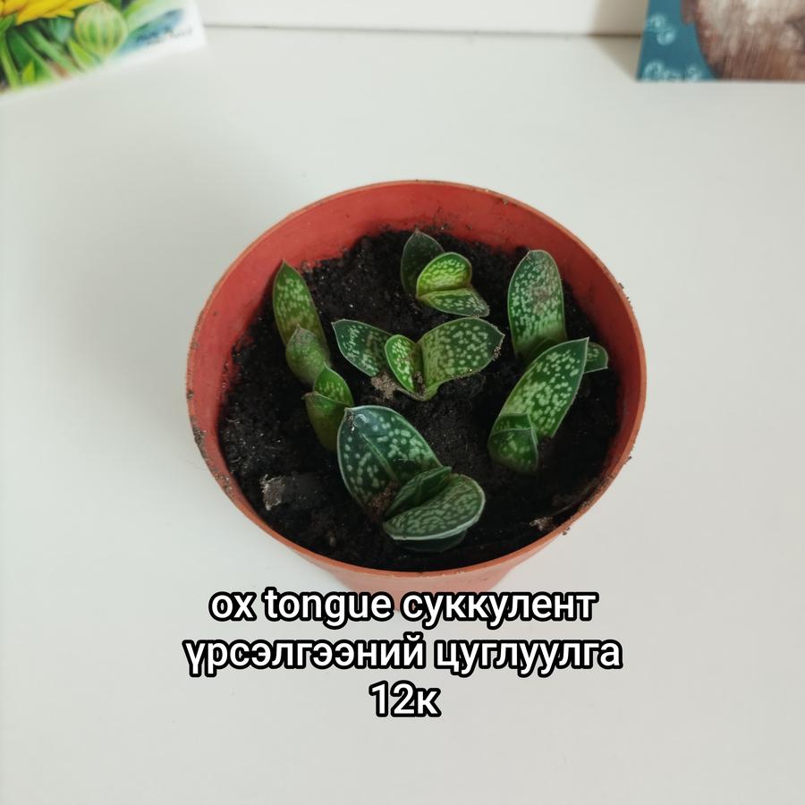 Ox tongue үрсэлгээ цуглуулга