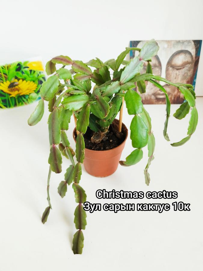 Christmas cactus (суккулент шүүст ургамал)