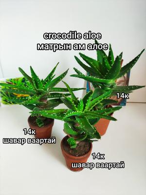 Crocodile aloe зуун наст