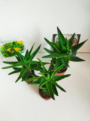 Crocodile aloe зуун наст