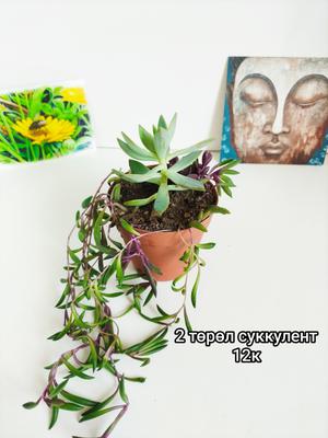 2 төрөл суккулент (шүүст ургамал)
