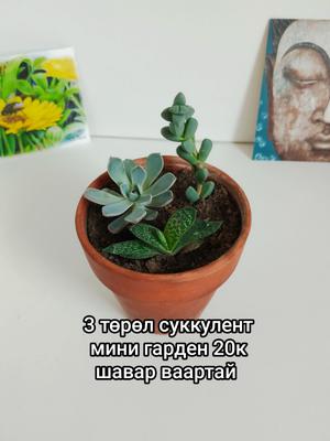 3 төрөл суккулент (шүүст ургамал)