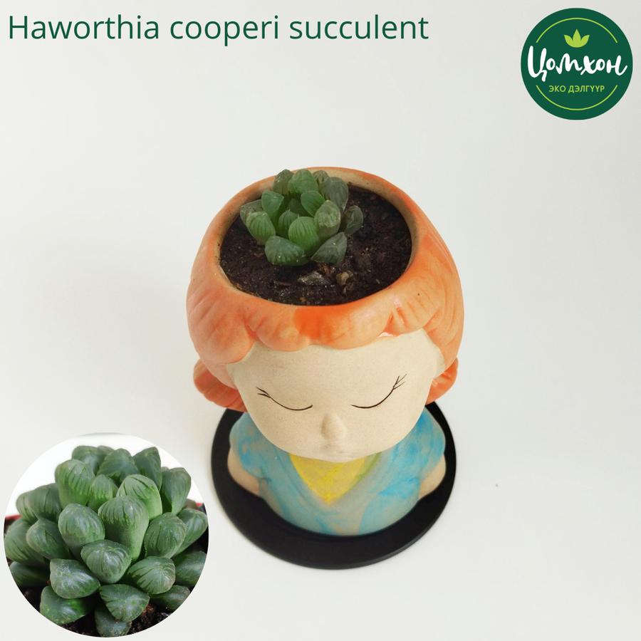Шүүст ургамал - хүнтэй · Цомхон эко дэлгүүр/Tsomhon eco shop