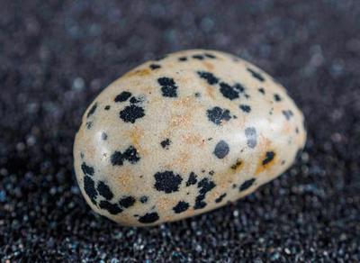DALMATIAN JASPER - ТОЛБОТ МАНА 