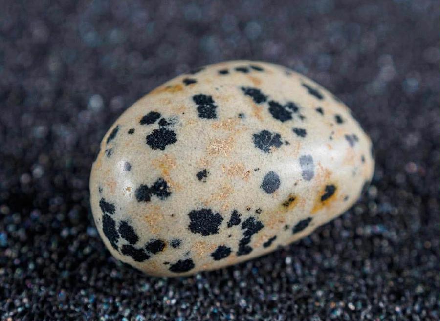 DALMATIAN JASPER - ТОЛБОТ МАНА 