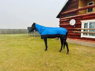 Адууны нэмнээ 