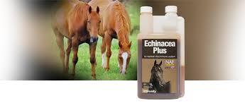 Echinacea plus liquid 1L/ Дархлааны нэмэлт 1л 